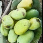 Special Fresh Mango