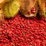 Annatto / Japhar Seeds