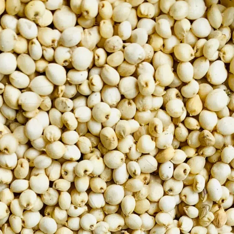 White Sorghan Millets