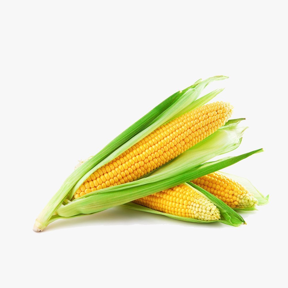 Fresh Corn (pack of 12)
