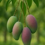 Desi Mango