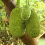 Jackfruit (Ready-to-Cook Panasa)