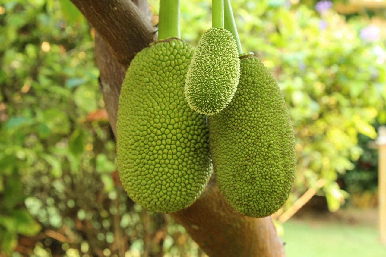 Jackfruit (Ready-to-Cook Panasa)