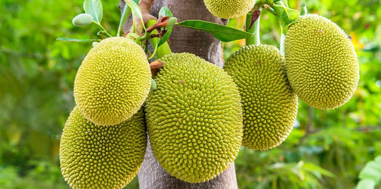Jackfruit (Ready-to-Cook Panasa) - Image 3