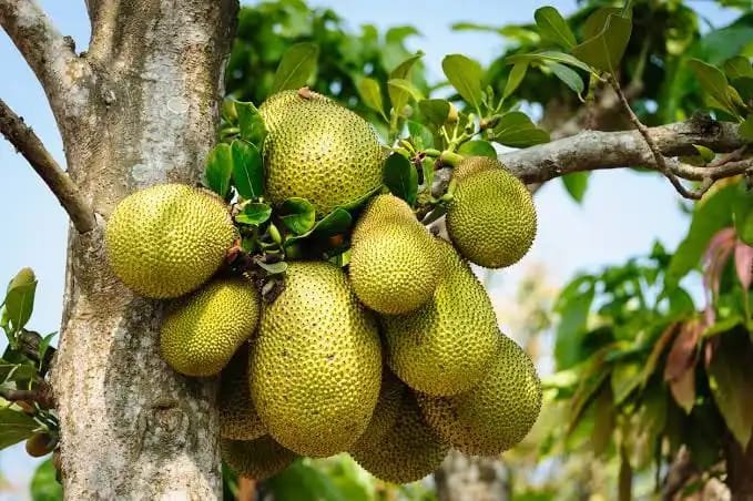 Jackfruit (Ready-to-Cook Panasa) - Image 2